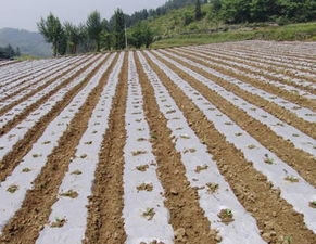 浙江聚乙烯塑料薄膜與塑料農膜加工 優質廠家選擇指南